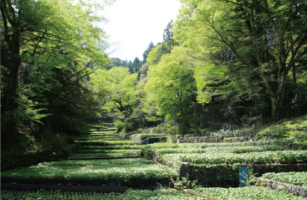 01伊豆わさびの1日|A Full-Day Izu Wasabi Tour gor All Five Senses