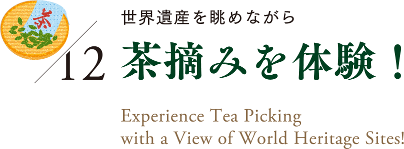 12 世界遺産を眺めながら茶摘みを体験！｜Experience Tea Picking with aView of World Heritage Sites