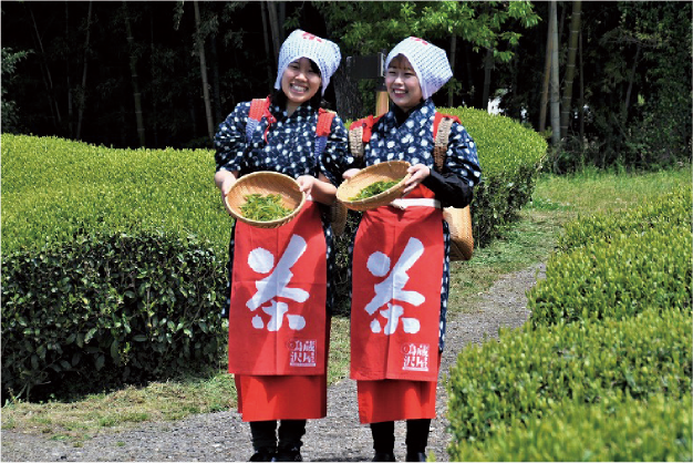 世界遺産を眺めながら茶摘みを体験！｜Experience Tea Picking with aView of World Heritage Sites